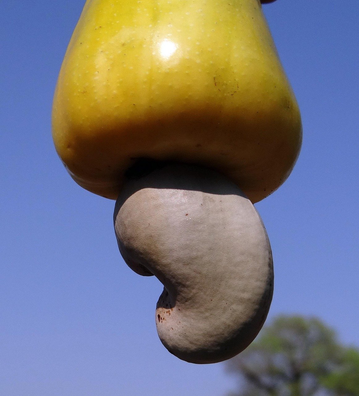 cashew nuts, fruit, tree, anacardiaceae, mango family, ripe, yellow, india, nature, blue tree, blue fruits