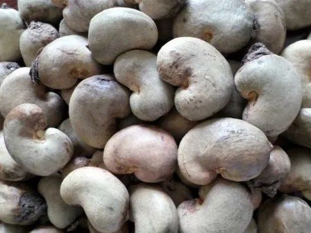 Raw cashew nuts for international cashew export buyers